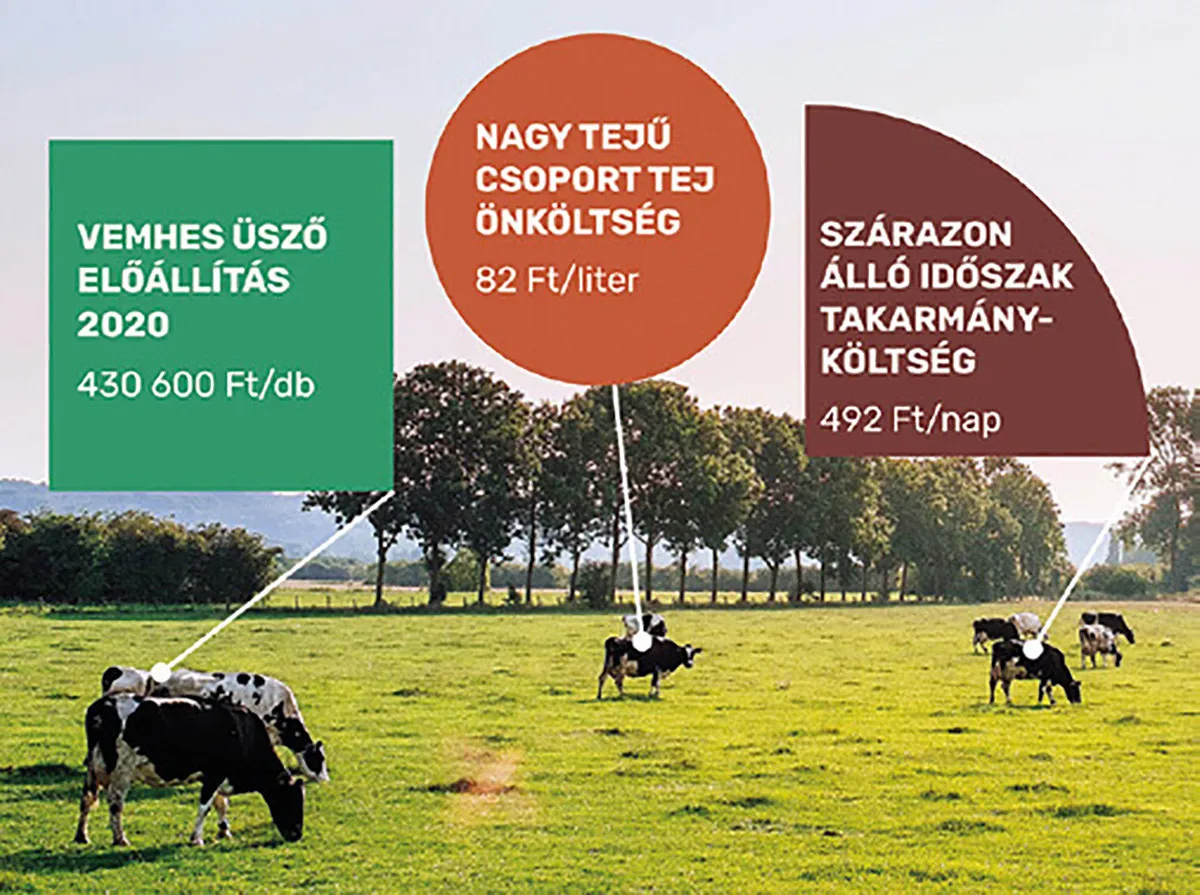 Legelésző tehenek költségadatokkal: vemhes üsző előállítása, tej önköltsége, szárazonállás takarmányköltsége