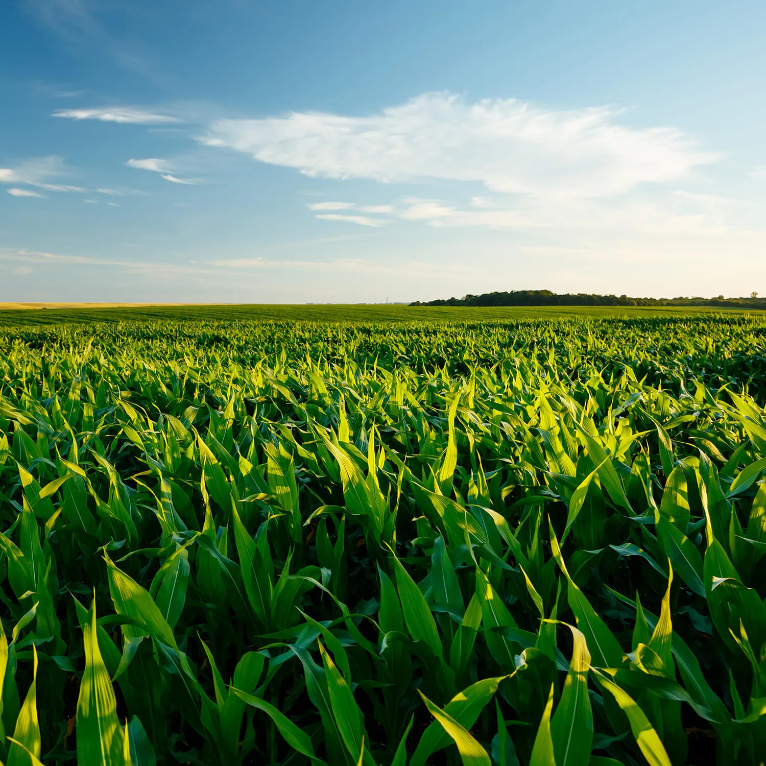 Green cornfield stretching to the horizon under a blue sky