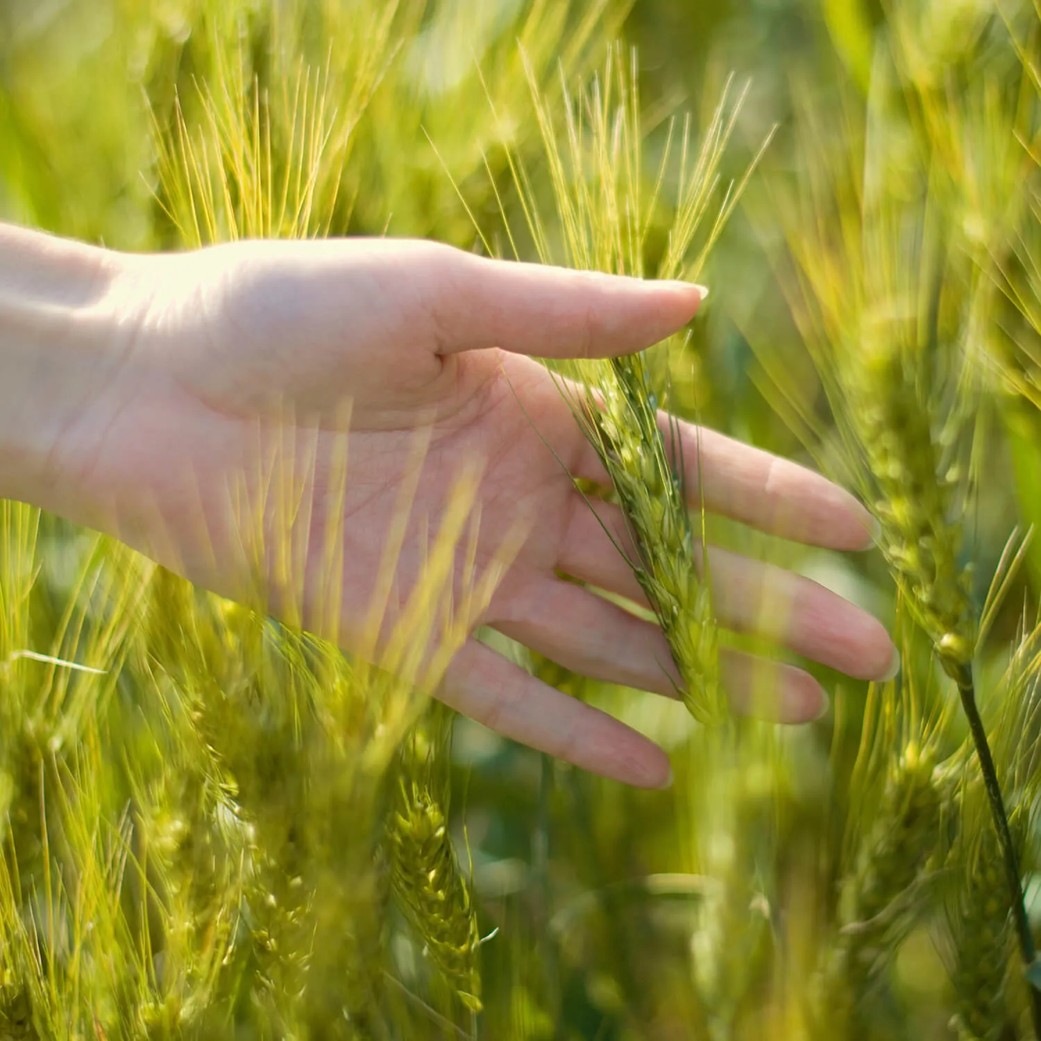Hand streicht sanft über grüne Getreideähren auf dem Feld