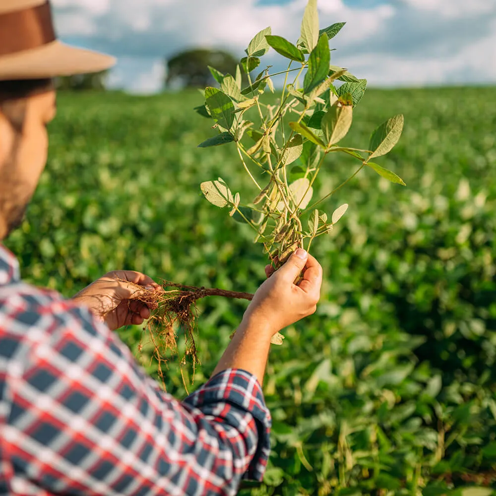 Farmer in a soybean field examining an uprooted plant and its roots