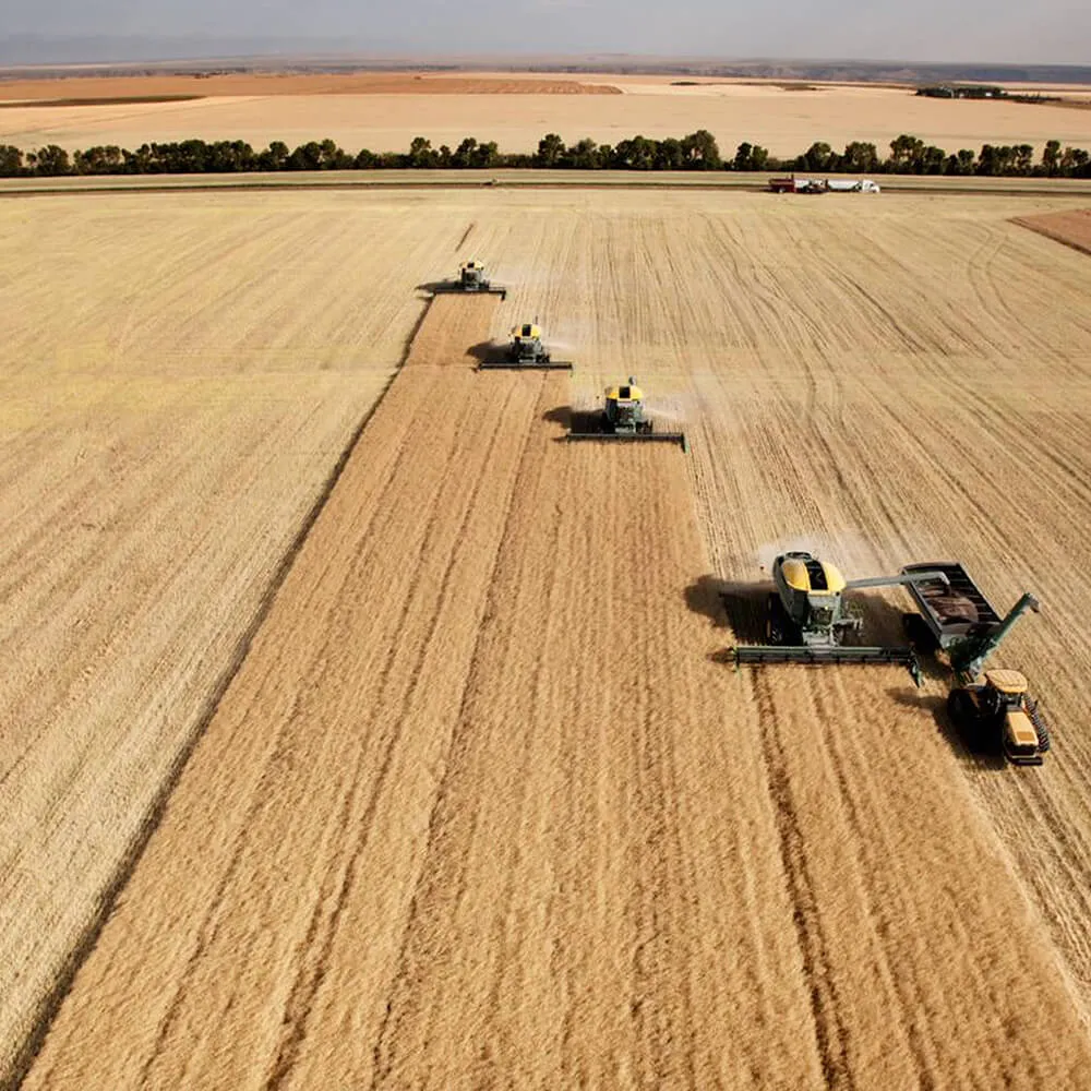 Aerial view of combine harvesters harvesting grain, one unloading into a grain cart